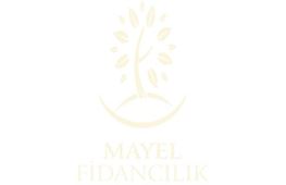 Mayel Fidanclk
